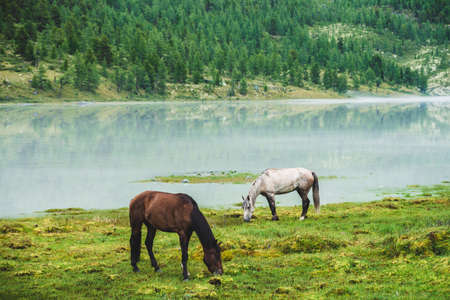 Two horses graze in meadow near river in mountain valley. White and brown horses on grassland near mountain lake. Beautiful landscape with gray and brown horses. Forest on hill on opposite river bank.の写真素材