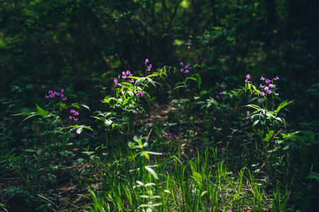 Many purple flowering Lathyrus Vernus close-up. Blooming beautiful small violet florets on green flora forest background. Pleasant blossoming little lilac flowers of vetchling among lush greenery.の写真素材