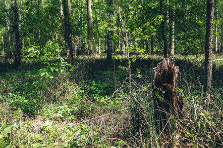 Thickets in dense forest. Scenic view with contrasts of deep forest. Beautiful woody landscape surrounded by many trees and lush vegetation. Forest scenery with rich flora. Atmospheric woodland.の写真素材