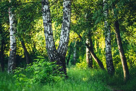 Scenic landscape with double tree in summer forest in sunlight. Green scenery with beautiful double...