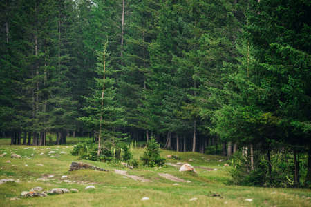 Atmospheric forest scenery with meadow with stones among firs in mountains. Scenic landscape with glade among stones in mountain coniferous forest. Beautiful view to conifer trees in mountain woods.の写真素材
