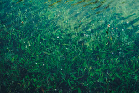 Nature background of green vegetation in clear water. Underwater flora close-up. Natural texture of greenery on bottom of mountain lake after flood. Calm transparent water surface of mountain lake.の写真素材