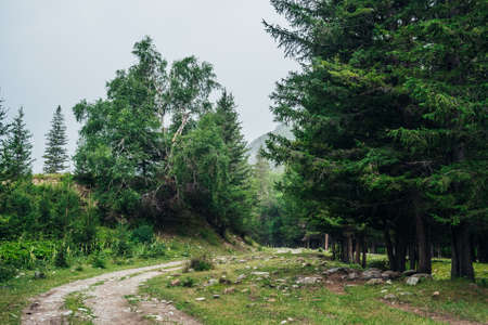 Atmospheric green forest landscape with dirt road among firs in mountains. Scenery with dirt road on...