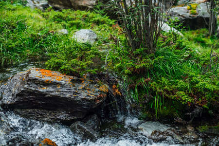 Beautiful mountain creek with rich flora in forest. Conifers and stone with lichens in water stream of mountain creek in sunlight. Atmospheric landscape with small river among thickets in sunny light.の写真素材