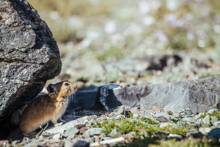 Beautiful little pika rodent hiding from heat under stone in shade. Small pika rodent hide from sun...