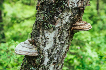 Two large white polypore grows on diagonal birch tree. White tinder fungus on tree trunk close-up in...