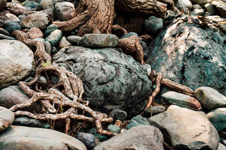 Nature sunny background of beautiful roots of deciduous tree on stony shore. Tree grows on pile of stones. Vitality plants. Snags on boulders in sunlight. Scenic natural backdrop with textured stones.の写真素材