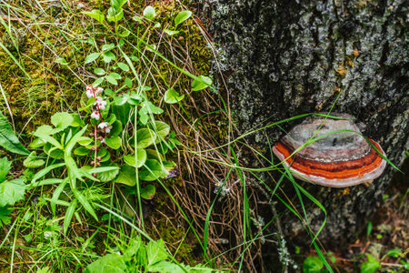 Large red polypore grows on broken tree. Vivid red tinder fungus on tree stump close-up. Fomitopsis...