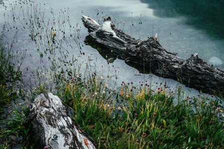 Rotten fallen tree trunk floats in calm water near shore with rich flora. Beautiful driftwood in...