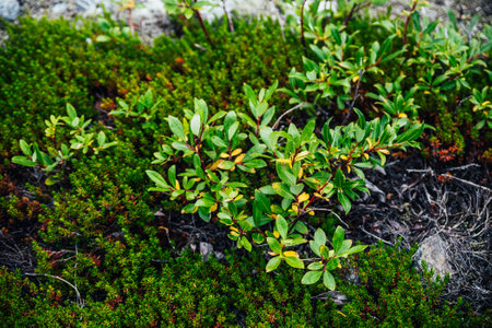 Beautiful nature background with wild flora of highlands close-up. Natural backdrop with green rich...