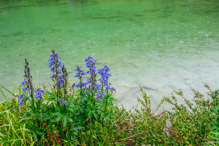 Beautiful small blue flowers of larkspur grows on shore of mountain lake with raindrops on green water. Vivid green landscape with rain drops on lake water. Wild flora near alpine lake with droplets.の写真素材
