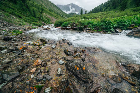 Scenic landscape with big stones near mountain river. Powerful water stream among boulders in mountain creek with rapids. Fast flow among rocks in highland brook. Beautiful scenery with small river.の写真素材