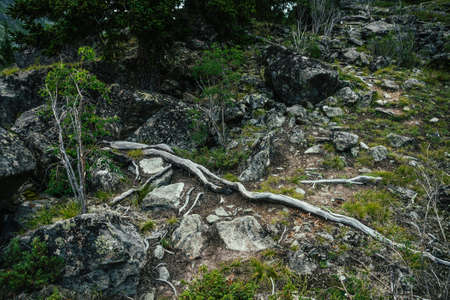 Root trail among rocks for mountain hiking close-up. Footpath for trekking among tree roots and...