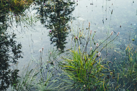 Nature background of green vegetation and stones in clear water. Greenery on bottom of mountain lake after flood. Reflection of trees silhouettes in calm transparent water surface. Underwater flora.の写真素材