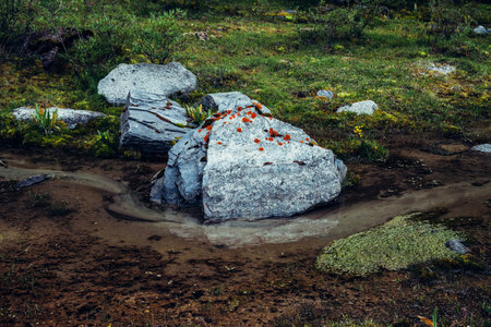 Scenic nature background with lush grasses and flowers near small mountain stream with clear water. Beautiful wild flora of highlands in small river. Idyllic nature scenery. Rich alpine vegetation.の写真素材