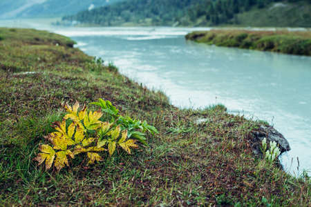 Scenic nature background with vegetation on shore of azure mountain river. Beautiful highland flora near river with cyan water. Idyllic autumn scenery with grasses and milky water of mountain river.の写真素材