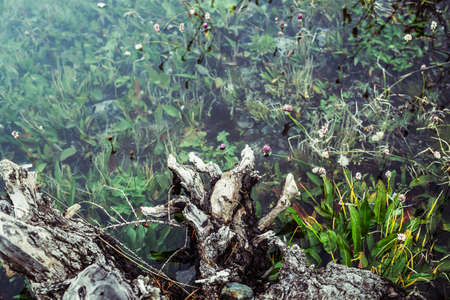 Rotten fallen tree trunk floats in calm water among rich flora. Beautiful driftwood log in water among lush vegetations. Nature background with wooden log, flowers and grasses in mountain lake closeupの写真素材