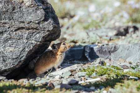 Beautiful little pika rodent hiding from heat under stone in shade. Small pika rodent hide from sun under rock in shadow in hot sunny day. Little furry pika animal sits under boulder at hot summer dayの写真素材