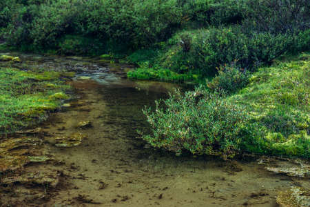 Scenic nature background with lush vegetation in small mountain stream. Beautiful highland flora in small river. Idyllic nature scenery with rich alpine greenery and spring water. Vivid wild plants.の写真素材