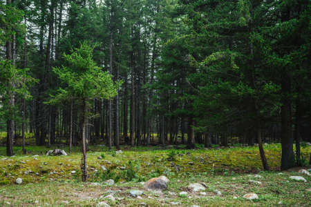 Atmospheric forest scenery with meadow with stones among firs in mountains. Scenic landscape with glade among stones in mountain coniferous forest. Beautiful view to conifer trees in mountain woods.の写真素材