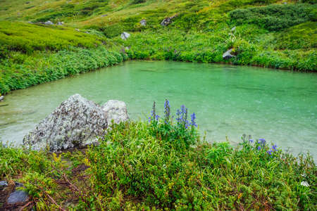 Beautiful small blue flowers of larkspur grows on shore of mountain lake with raindrops on green water. Vivid green landscape with rain drops on lake water. Wild flora near alpine lake with droplets.の写真素材