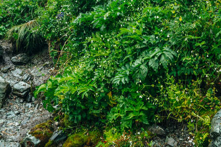 Scenic landscape with stony footpath among lush vegetation. Rocky trail on mountainside with fresh...