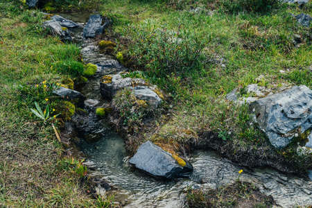 Scenic nature background with lush grasses and flowers near small mountain stream with clear water....