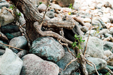 Small green sprout of tree grows from roots. Nature sunny background of beautiful roots of deciduous...