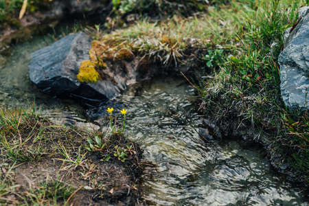 Scenic nature background with lush grasses and flowers near small mountain stream with clear water....
