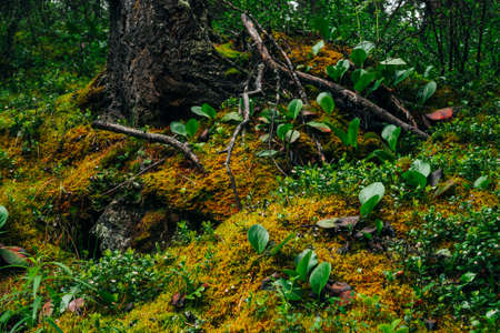 Beautiful taiga scenery with rich flora on mossy slope. Green red leaves of bergenia crassifolia among thick moss on mountainside. Atmospheric green forest landscape with fresh greenery.の写真素材