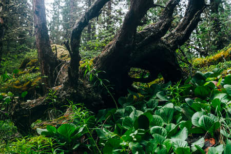 Big fallen tree root covered with thick moss in taiga wilderness among fresh greenery. Atmospheric...
