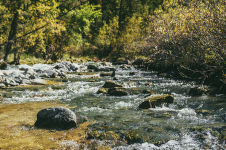 Scenic alpine landscape with mountain river in wild autumn forest in sunshine. Vivid autumn scenery with beautiful river among trees and thickets in sunny day. Mountain brook in woods in fall time.の写真素材