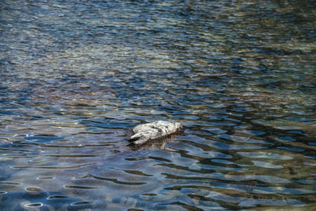Beautiful nature background with stone in blue clear water of mountain lake. Scenic nature backdrop of ripples on blue water surface of glacial lake. Minimal fragment of glacier lake with stone.の写真素材