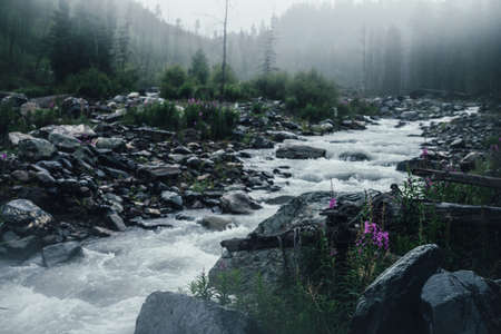 Atmospheric rainy landscape with pink flowers on background of powerful mountain river in heavy rain. Turbulent rapids in rainfall. Mountain creek in dark forest in downpour. Mountain river in rain.の写真素材