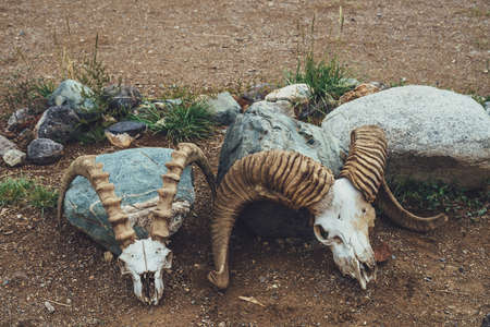 Still life with two cow skulls with big horns close up. Background with cows skulls in vintage style. Close-up of animals skeletons in desert. Collection of animal bones. Decoration with two skulls.の写真素材