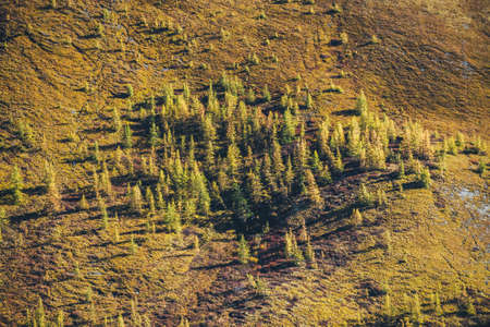 Wonderful minimal alpine landscape with orange autumn forest on foot of mountain in sunshine. Motley minimalist scenery with forest on piedmont in golden fall colors. Autumn minimalism in mountains.の写真素材