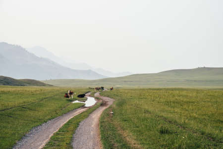 Calves and cows grazing near puddle on dirt road in mountain countryside. Scenic green mountain landscape with farm animals in green field. Beautiful scenery of mountain pasture with calves and cows.の写真素材