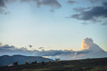 Beautiful mountain scenery with horses and big cloud in form of explosion in sunrise sky. Scenic mountain landscape with illuminating color in sunset sky and horses on hill. Golden dawn light in sky.の写真素材