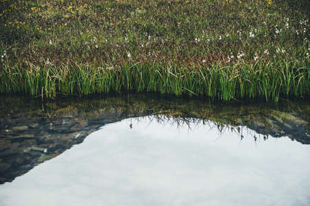 Atmospheric green nature background with vegetations near transparent water of mountain lake. Backdrop with grasses and flowers on calm water edge. Stony bottom of clear mountain lake and wild flora.の写真素材