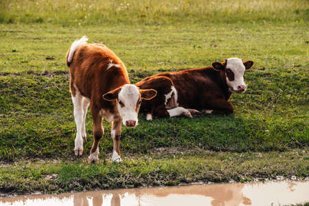 Calves grazing near puddle on dirt road in mountain countryside. Scenic green mountain landscape with farm animals in green field. Beautiful scenery of mountain pasture with calves. Cows in farmland.の写真素材