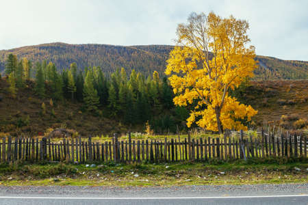 Colorful autumn landscape with birch tree with yellow leaves in sunshine near mountain highway. Bright alpine scenery with mountain road and trees in autumn colors. Highway in mountains in fall time.の写真素材