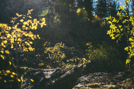 Sunny autumn landscape with small tree with yellow leaves in golden sunlight on rocks. Beautiful alpine scenery with mountain flora in autumn colors. Shrub with gold leaves in sunshine in mountains.の写真素材