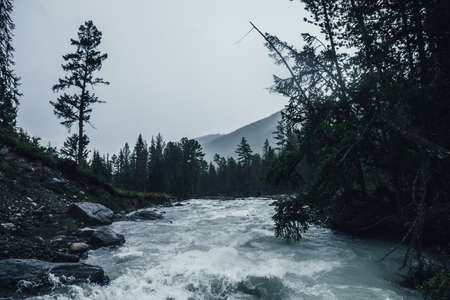 Gloomy rainy landscape with powerful mountain river in heavy rain. Dark atmospheric view to turbulent rapids in rainfall. Mountain creek in dark forest in downpour. Powerful mountain river in rain.の写真素材