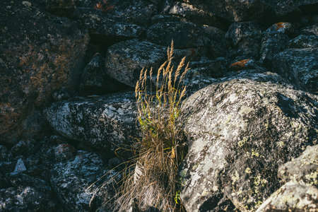 Colorful autumn scenery with closeup of cereal in golden sunshine on lichen rocks. Sunny mountain landscape with gold sunlit grass on moraines with lichens in autumn colors. Wild flora in fall time.の写真素材