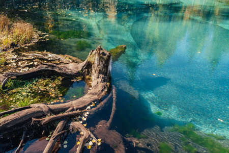 Colorful autumn landscape with tree stump in clear water of turquoise lake with reflection of yellow trees in sunshine. Mountain lake in golden autumn colors. Unusual transparent lake in fall time.の写真素材