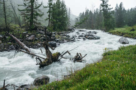 Colorful rainy landscape with fallen tree trunk in powerful mountain river in heavy rain. Turbulent rapids in rainfall. Root of fallen tree in mountain creek in downpour. Mountain river in rain.の写真素材