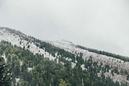 Winter landscape with snowy mountain with coniferous forest and pointy pinnacle with trees on top in haze. Atmospheric alpine scenery with firs on hillside. Spruces on snow mountain and sharp rocks.の写真素材