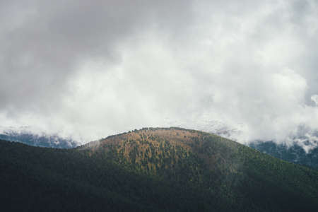 Colorful view to large forest hill in autumn colors on background of high snowy mountains in gray...