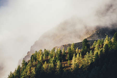 Beautiful autumn landscape with yellow larches on mountain with view to sunlit golden rock in dense low cloud. Colorful mountain scenery with coniferous trees in gold sunlight on rocks among clouds.の写真素材