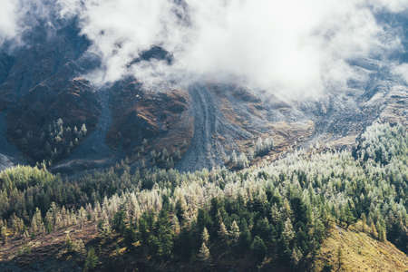 Colorful vertigo autumn landscape with coniferous forest with hoarfrost on trees on mossy hillside in under low clouds. Scenic view to beautiful yellow larches with frost and rocky mountain in clouds.の写真素材